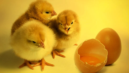 young chicks freshly hatched out of the egg shells in front of them