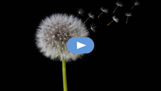 dandelion flower in seed form releasing seeds in the air