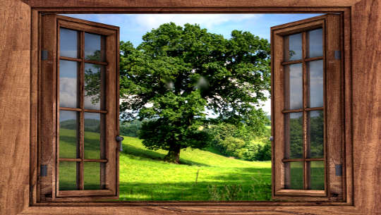 a view of a tree from an open window