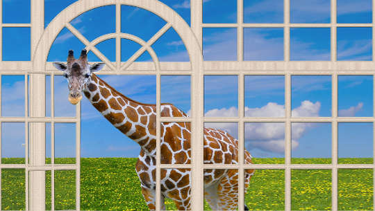 giraffe with its head in an open window