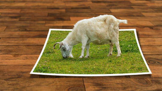 goat eating from a grass mat laid on a hardwood floor