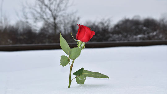 a red rose in the middle of the snow