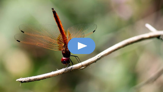 Spirit Touching Briefly into Form: Wisdom from a Damselfly (Video)