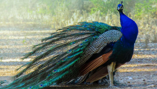 peacock (peafowl) with feathers like a train behind him