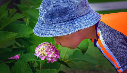 a young boy examining a flower on a bush