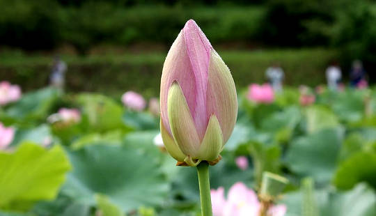 a budding lotus flower