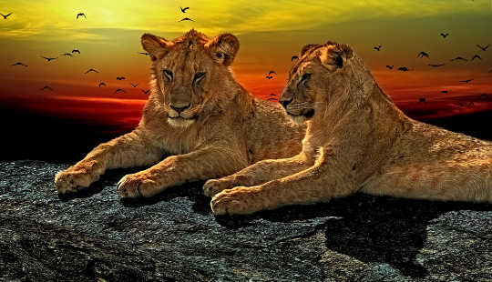 two lions laying in repose overlooking their kingdom