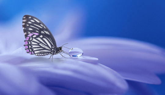 a butterfly and a drop of water on a flower petal